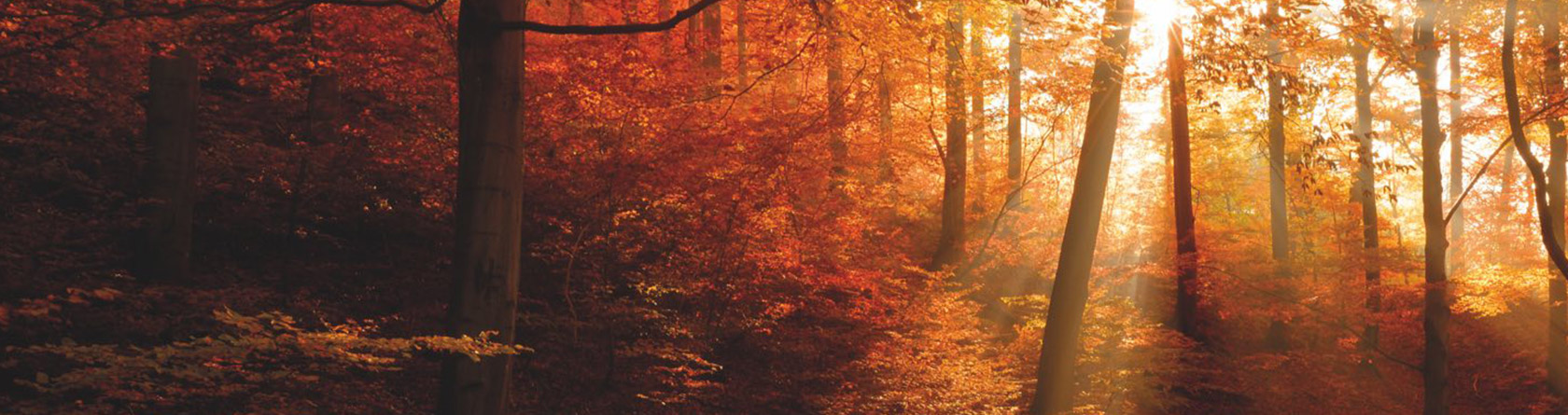 Wood in autumn