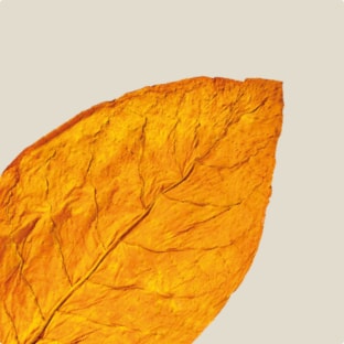 A photograph of tobacco leaves.
