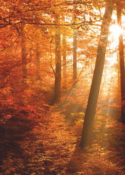 Jesenný les so západom slnka