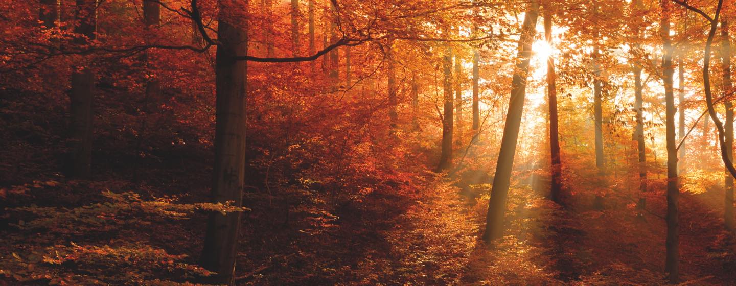 Jesenný les so západom slnka