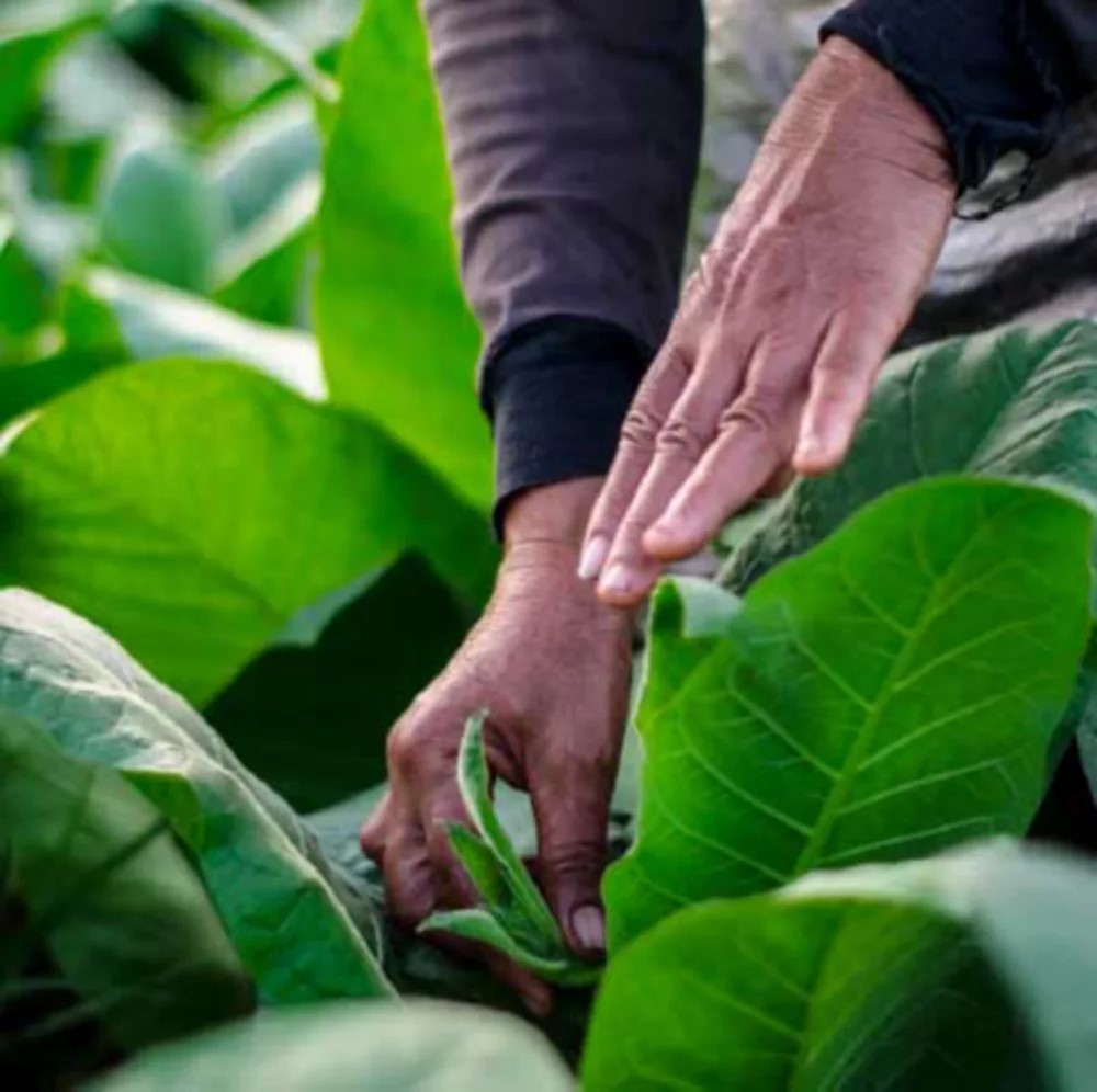 La historia de los calentadores de tabaco, IQOS La historia de los calentadores de tabaco, IQOS