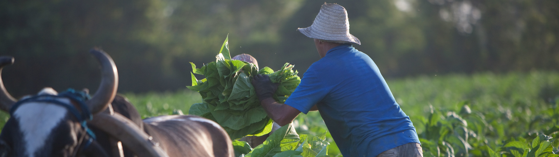 Tajomstvo tabaku: Ako to všetko začalo?